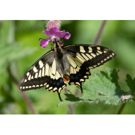 Swallowtail on Campion 1
