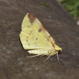 Brimstone Moth 1