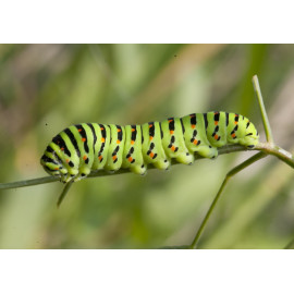 Swallowtail Caterpillar