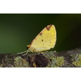 Brimstone Moth 2