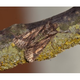 Brindled Green Moth