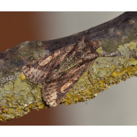 Brindled Green Moth