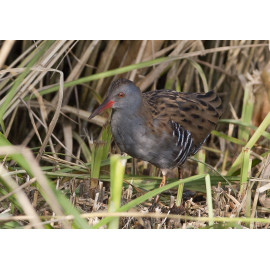 Water rail Strumpshaw