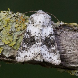 Broad Barred White Moth