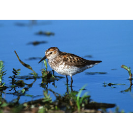 Western Sandpiper Iona Sewage Lagoons
