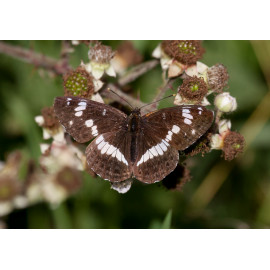 White Admiral Strumpshaw
