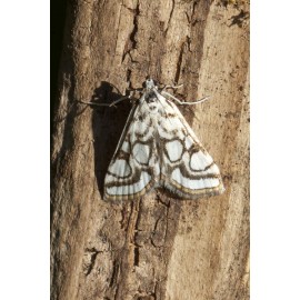 Brown China Mark Moth