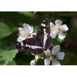 White Admiral Strumpshaw 1