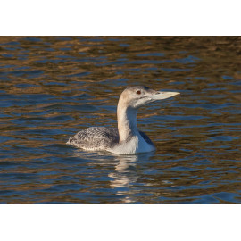 White Billed Diver Lincolnshire