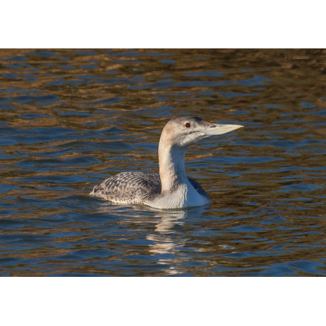 White Billed Diver Lincolnshire
