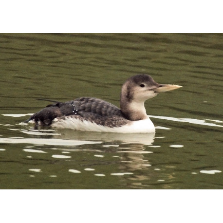 White Billed Diver Witham