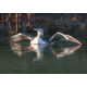 White Billed Diver Spixwold