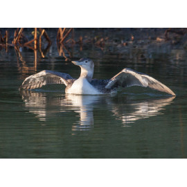 White Billed Diver Spixwold