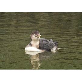 White Billed Diver Witham 1
