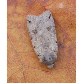 Brown Spot Pinion Moth