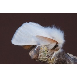 Brown Tail Moth