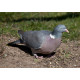 Wood Pigeon 2013