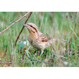 Wryneck at Lackford 1
