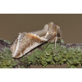 Buff Arches Moth 1