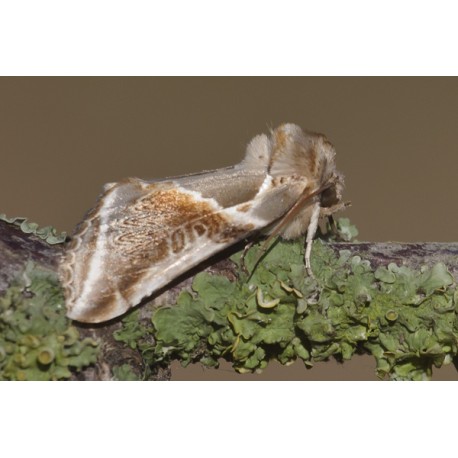 Buff Arches Moth 1