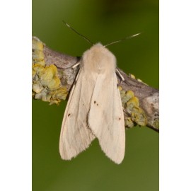 Buff Ermine 1
