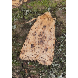 Beaded Chestnut Moth