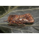 Pine Beauty Moth