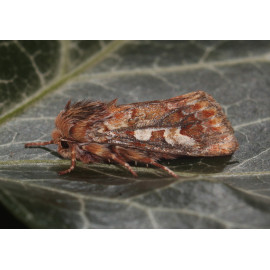 Pine Beauty Moth