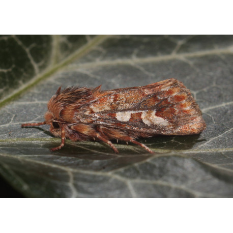 Pine Beauty Moth