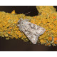 Early Grey Moth