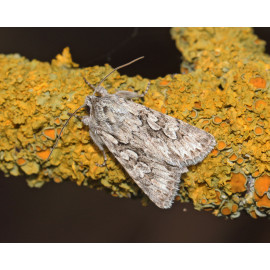 Early Grey Moth