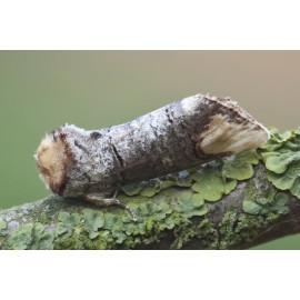 Buff Tip Moth