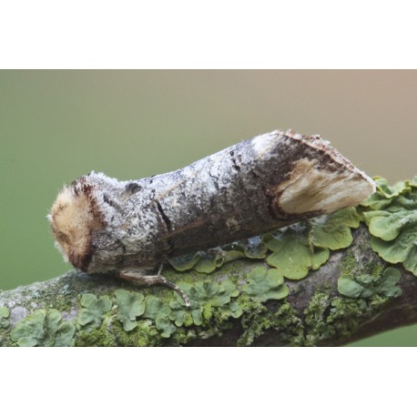 Buff Tip Moth