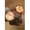 Buff Tip Moth 1