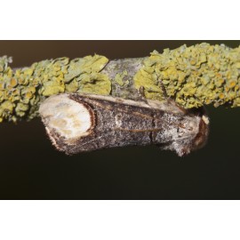 Buff Tip Moth 2