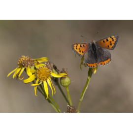 Small Copper Minsmere