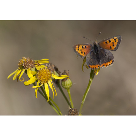 Small Copper Minsmere