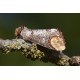 Buff Tip Moth 3