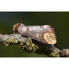 Buff Tip Moth 3