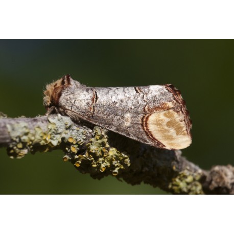 Buff Tip Moth 3