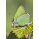 Green Hairstreak Weybourne