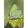 Green Hairstreak Weybourne