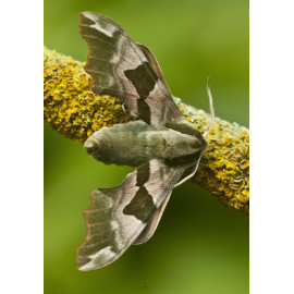 Lime Tree Hawk Moth