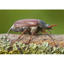 Cockchafer