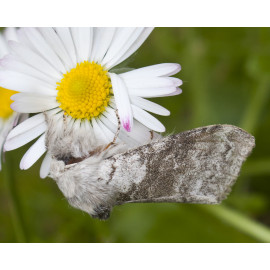 Pale Tussock on a daisy