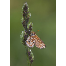 Marsh Fritillary