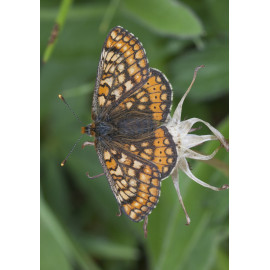Marsh Fritillary 1