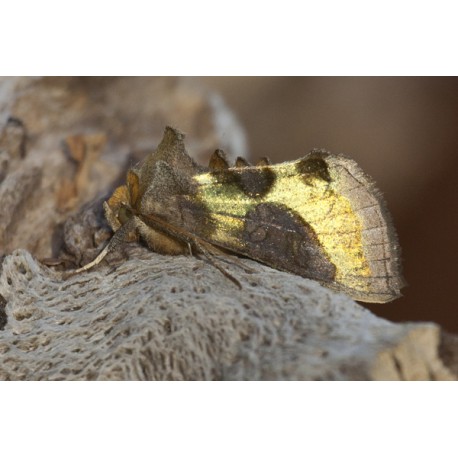 Burnished Brass Moth