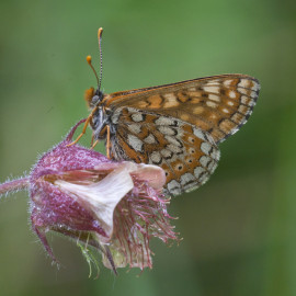 Marsh Fritillary 2