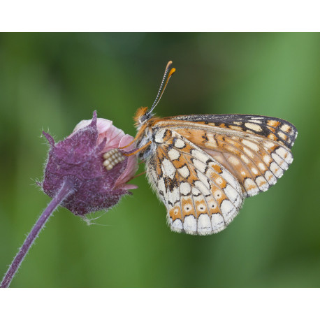 Marsh Fritillary 3